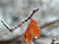 38034CrLe - After the Ice Storm   Each New Day A Miracle  [  Understanding the Bible   |   Poetry   |   Story  ]- by Pete Rhebergen